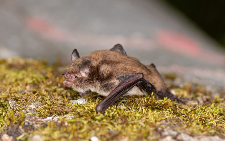 AdobeStock_459083813 - Naturschutzgebiet Gewaesserwald